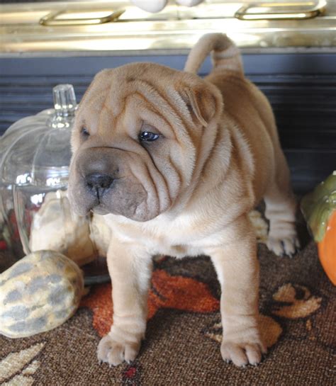 chinese shar pei puppies for sale|miniature chinese shar pei breeders.